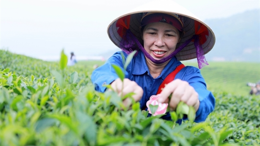 Vietnam ranks fifth in the world in tea exports